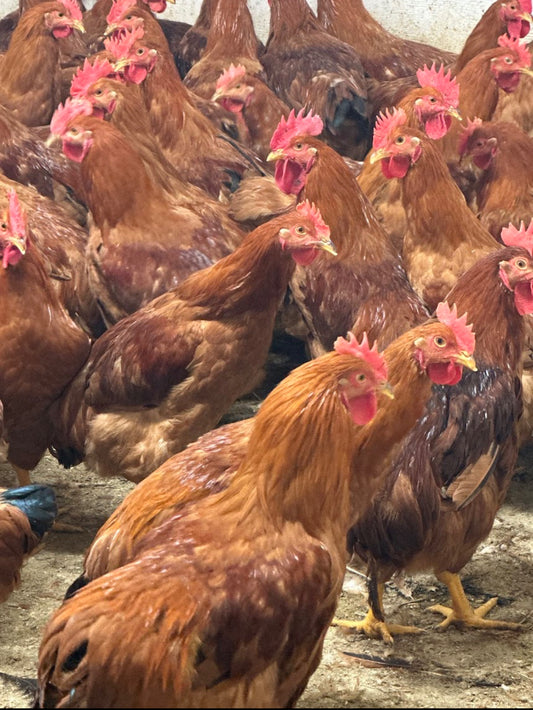 Fresh Whole Chicken / Hard Chicken