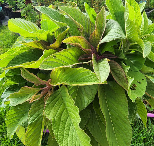 African Spinach | Callaloo (Efo Tete)
