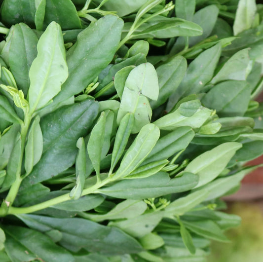 Waterleaf (Efo Gbure)