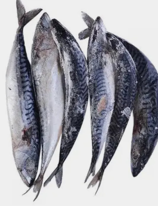Mackerel Fish
