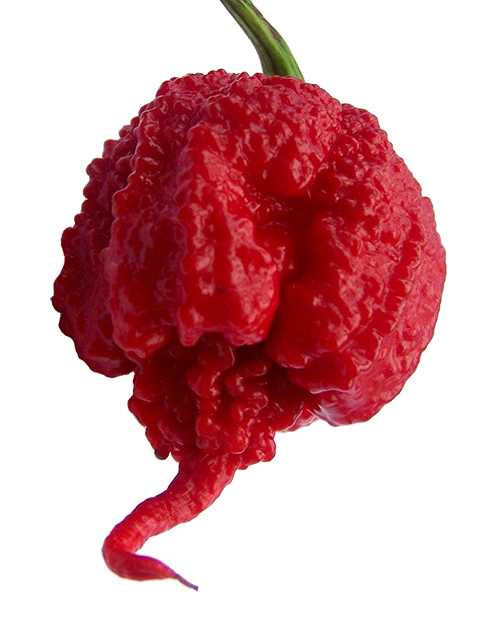 Ghost Pepper