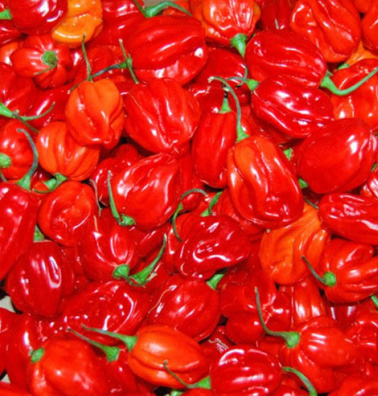 Habanero Pepper [African Hot Pepper]