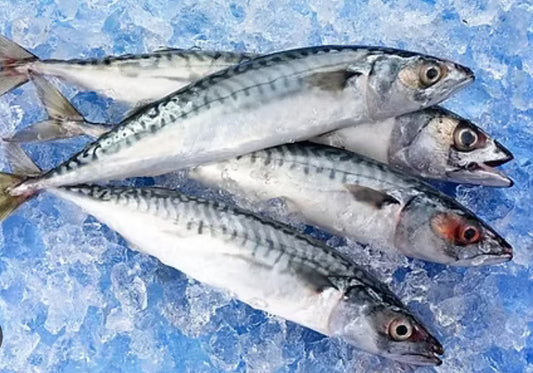 Mackerel Fish