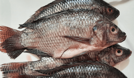 Tilapia Fish