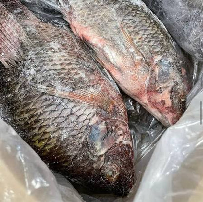 Tilapia Fish