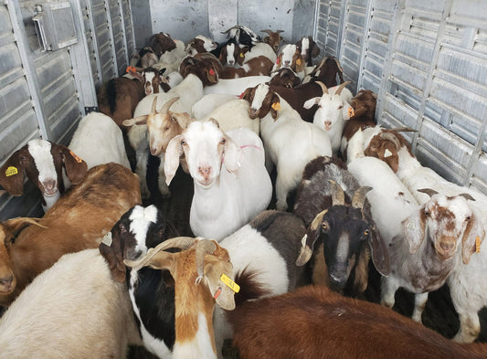 Fresh Goat Meat